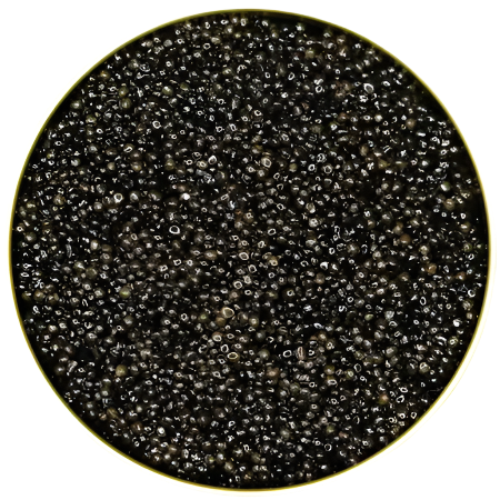 SIBERIAN BAERII